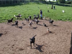 Dog Walks at the Boarding Kennels