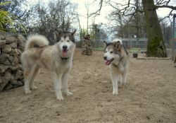 Exercise & Play in Boarding Kennels
