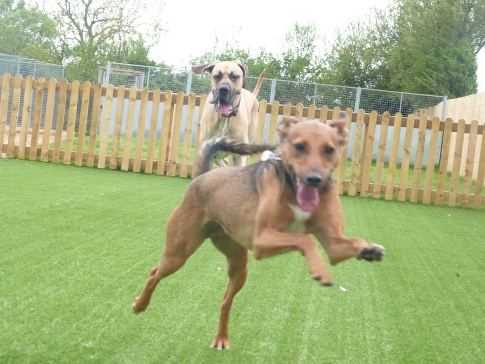 Guests Gallery for Royvon Dog Hotel Coventry Boarding Kennels in