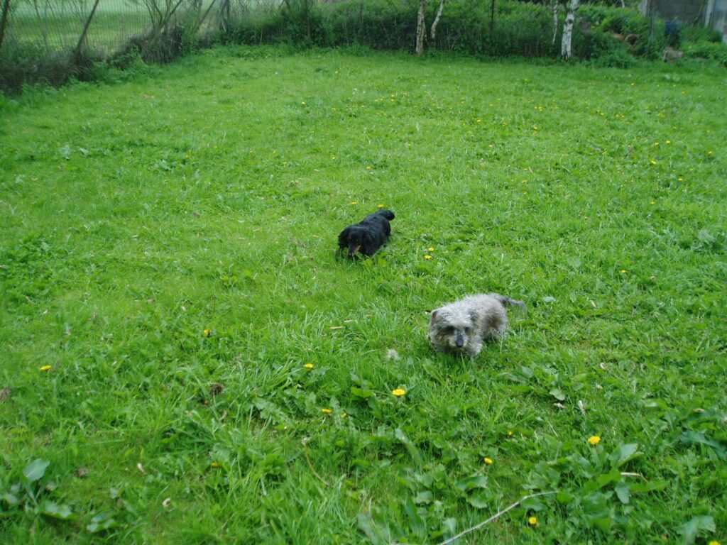 Fairview Boarding Kennels exercise