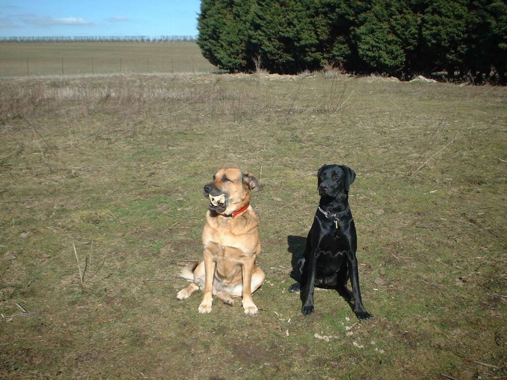Rosedale Kennels Exercise