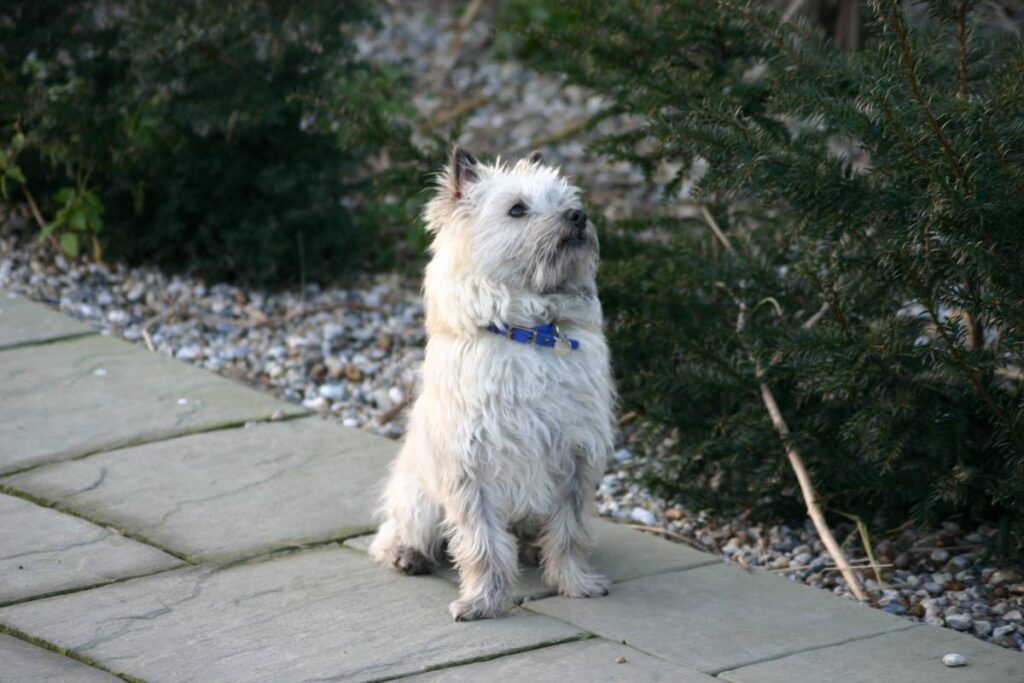 Rosedale Kennels Extra