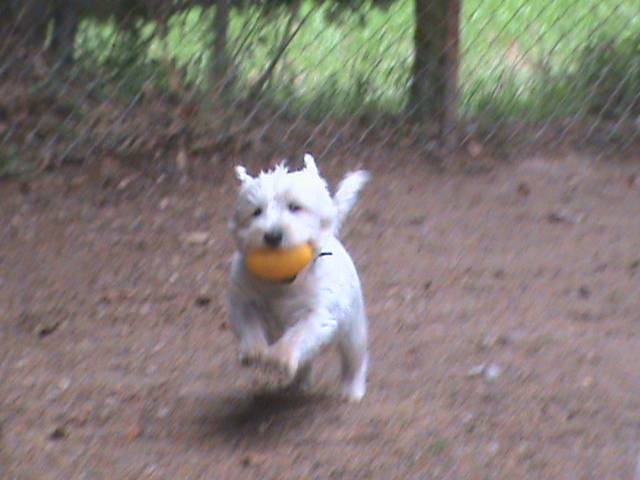 Fairview Boarding Kennels featured