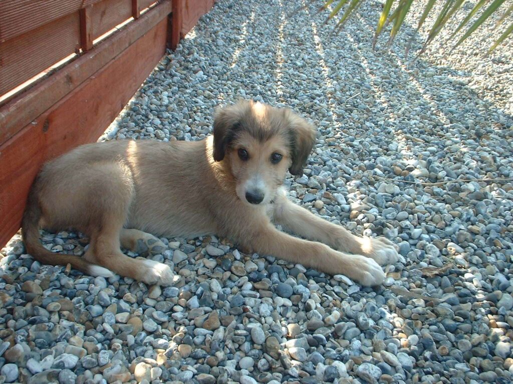 Rosedale Kennels Featured
