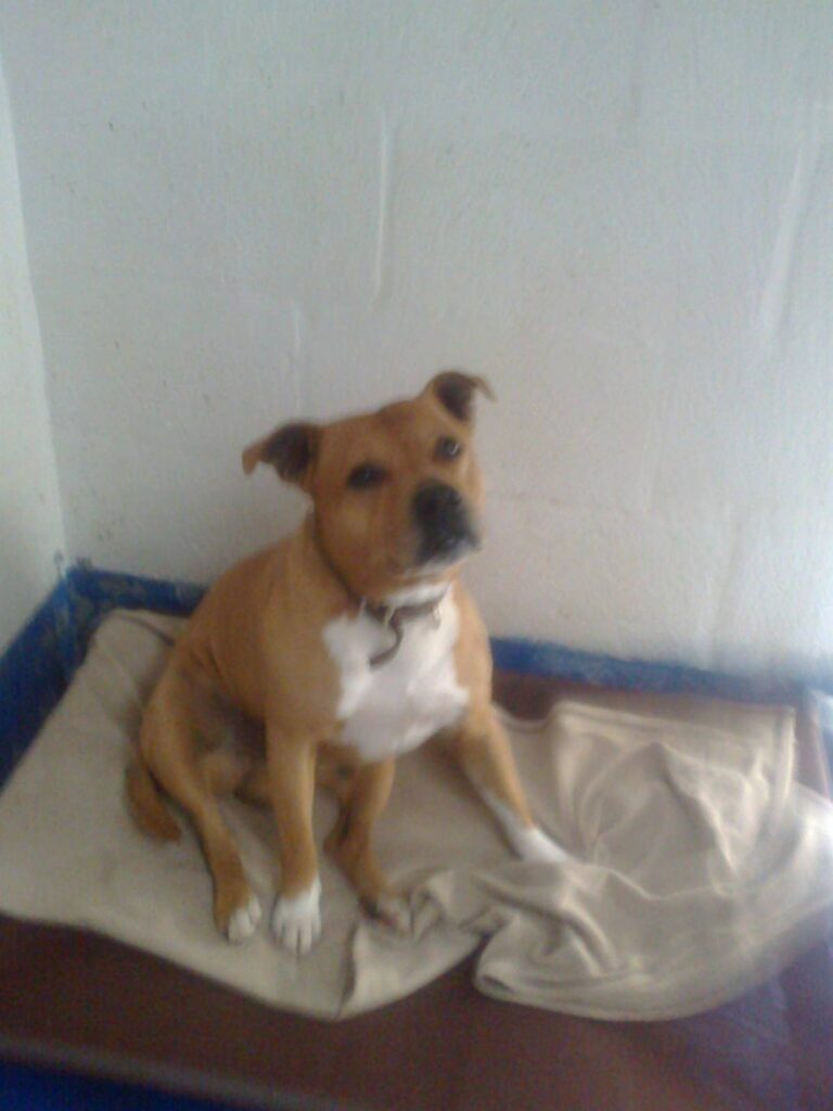 Fairview Boarding Kennels sleep