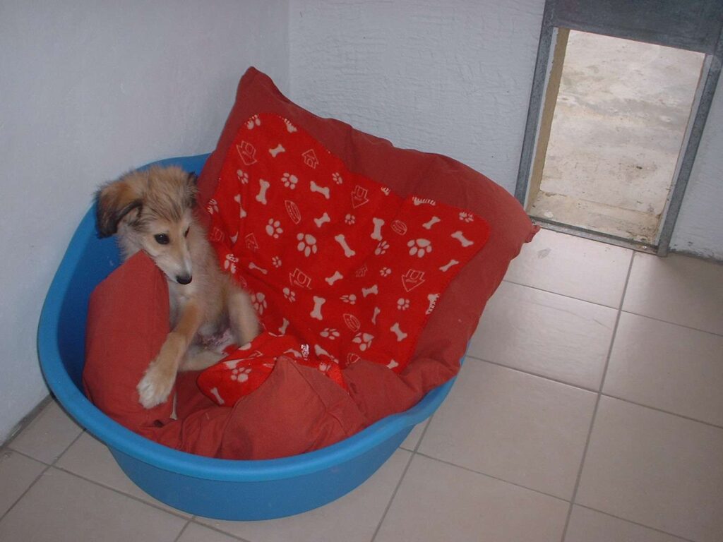 Rosedale Kennels Sleep