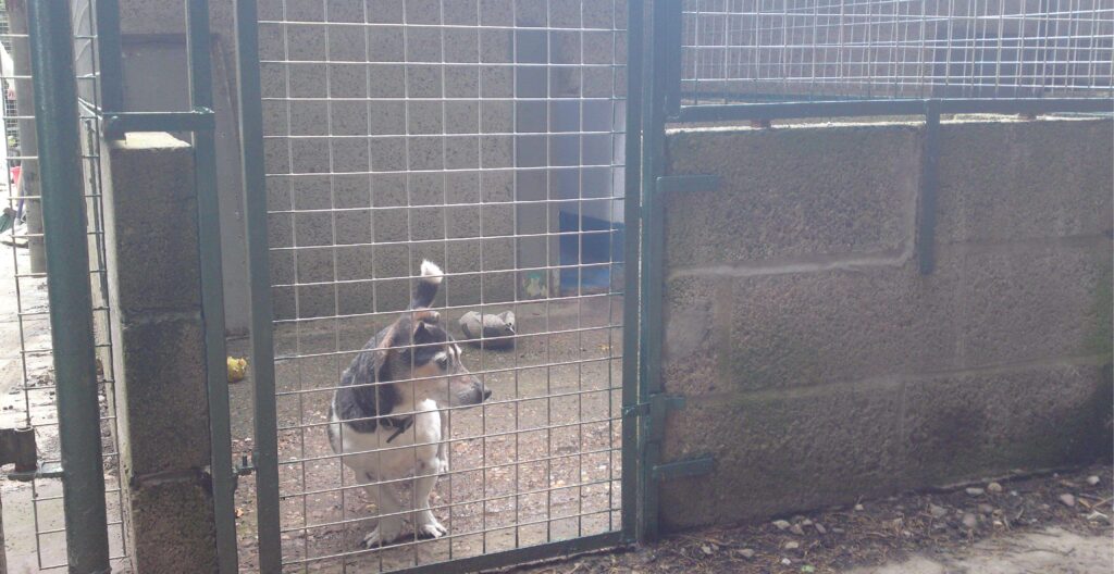 Fairview Boarding Kennels run