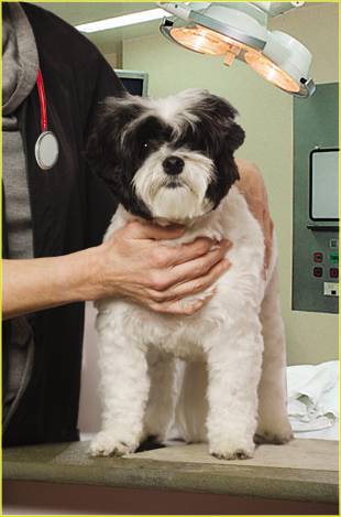 Fairview Boarding Kennels services