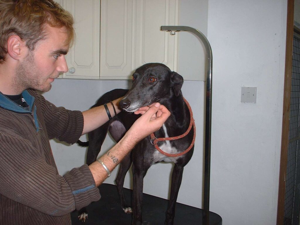 Rosedale Kennels Services