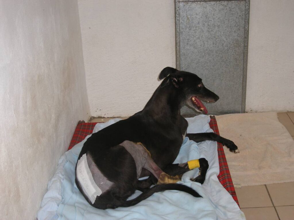 Rosedale Kennels Special Needs