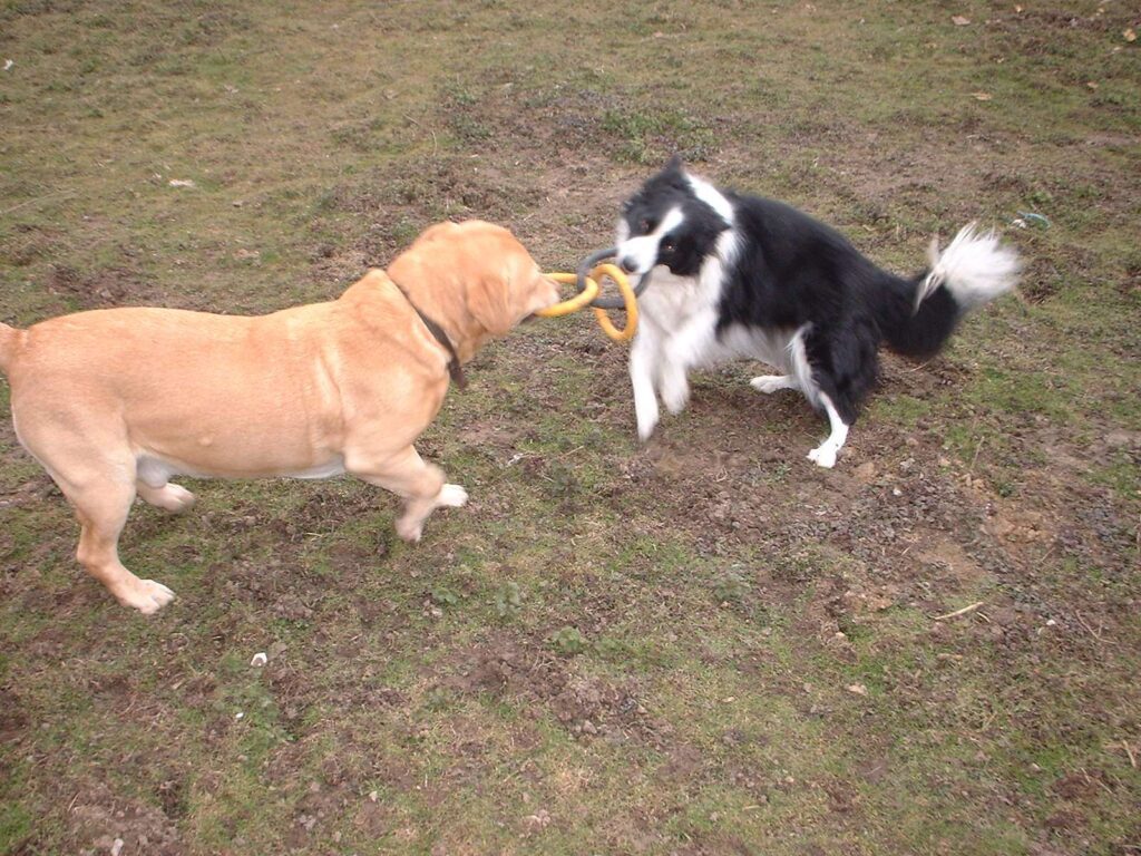Rosedale Kennels Walk
