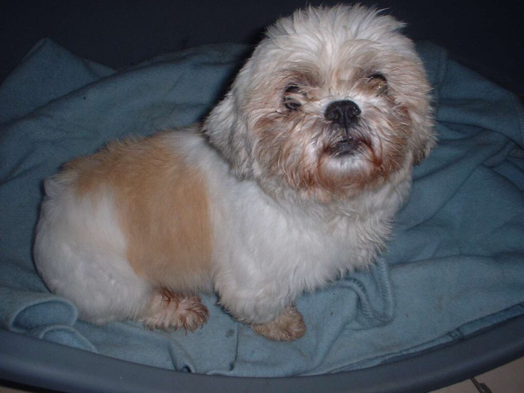 Rosedale Kennels Welfare